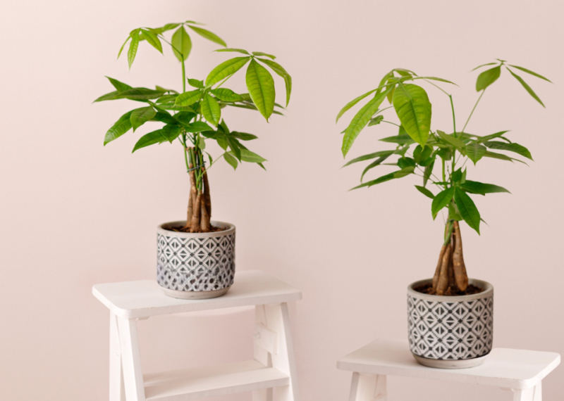 Le pachira aquatica, une plante contemporaine