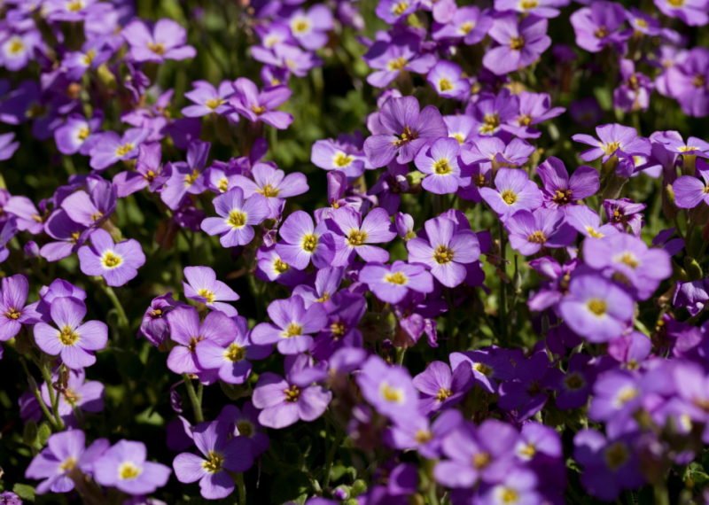 La patience, la fleur avec une belle floraison