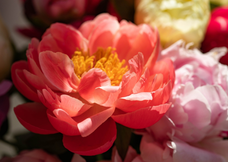 La pivoine, véritable reine de beauté pour les jardins