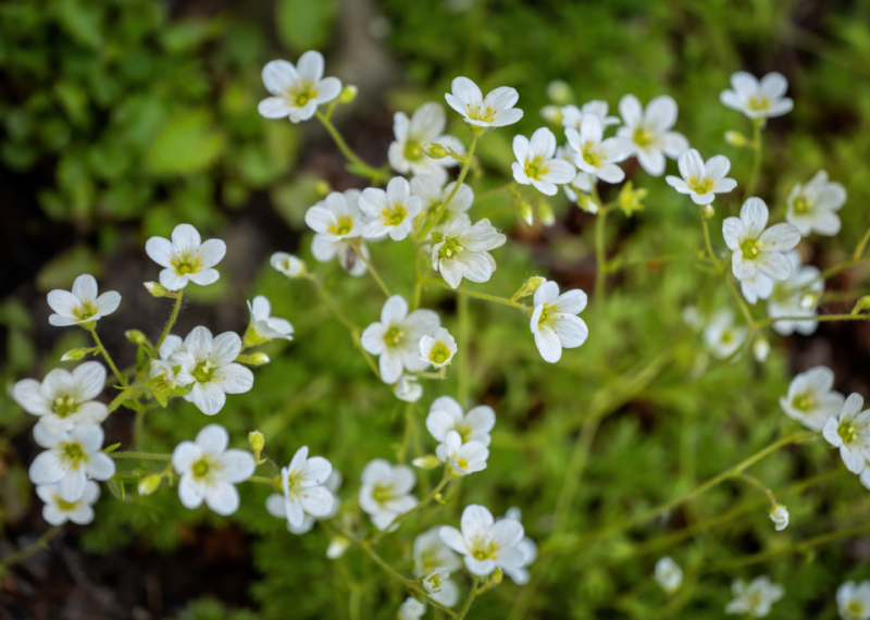 Saxifrage, la plantes des rochers