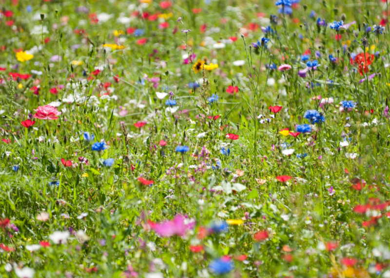 Les fleurs qui fleurissent au mois de mars