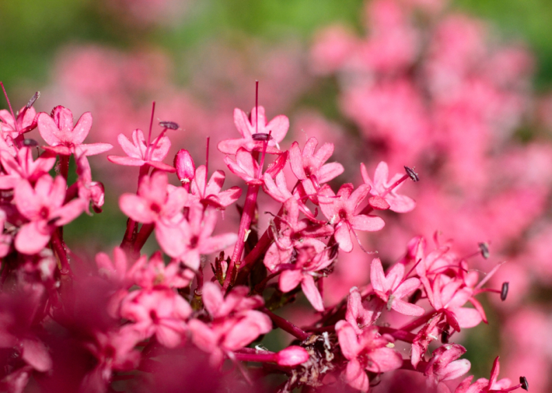 Le lilas d'Espagne, la fameuse valériane rouge