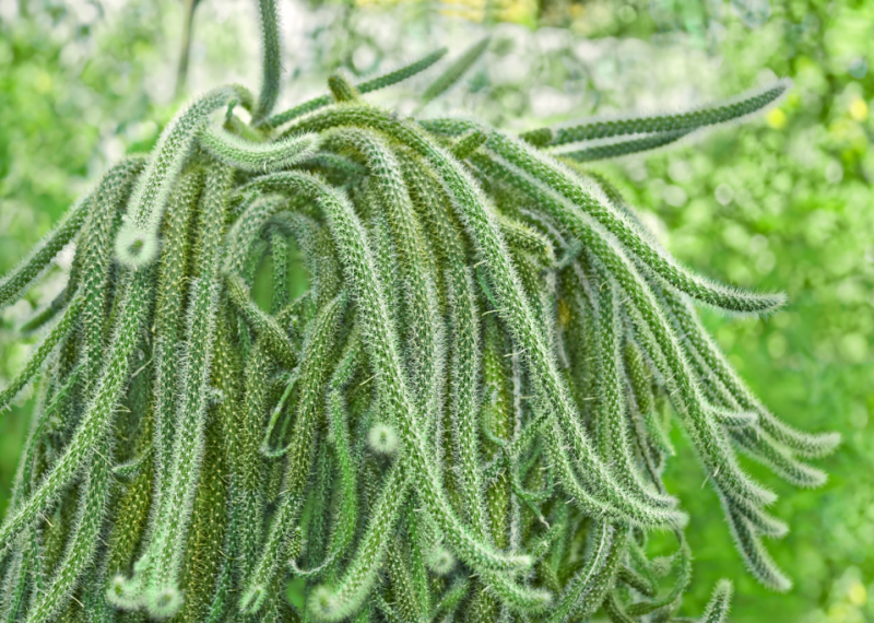 Aporocactus, un cactus retombant