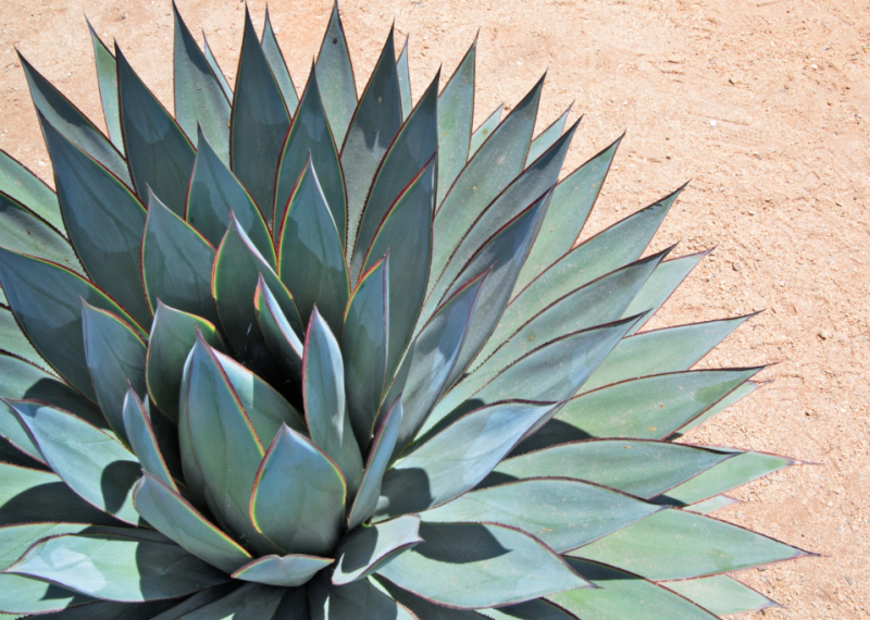 L'agave bleu ou l'agave de tequila