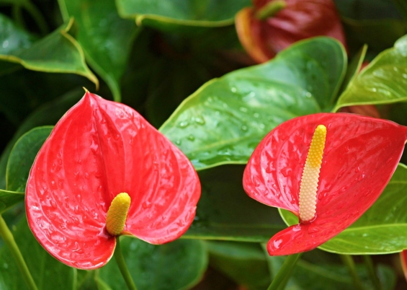 Anthurium ou la langue de feu