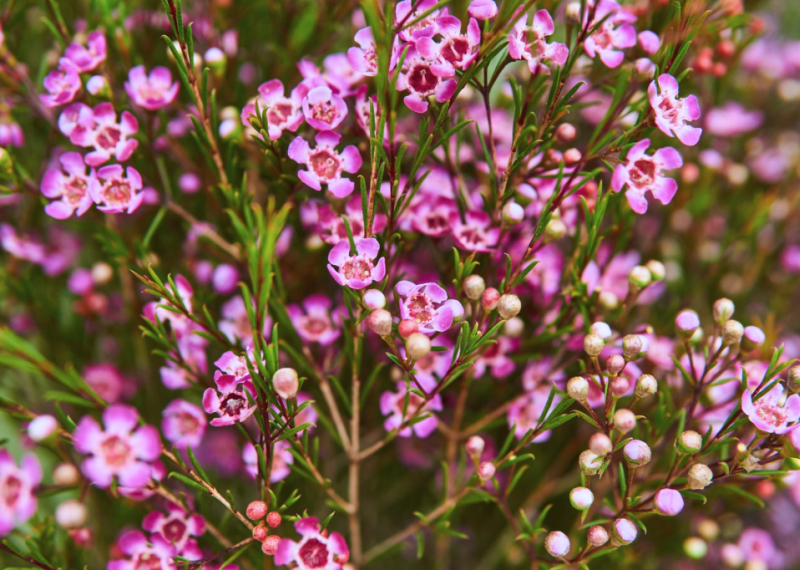 Chamelaucium uncinatum, la fleur de cire