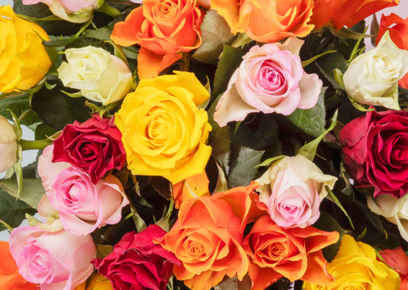 La rose, l'incontournable