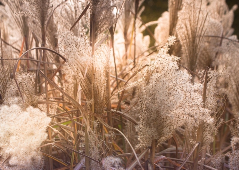 Tout savoir sur l'herbe de la pampa