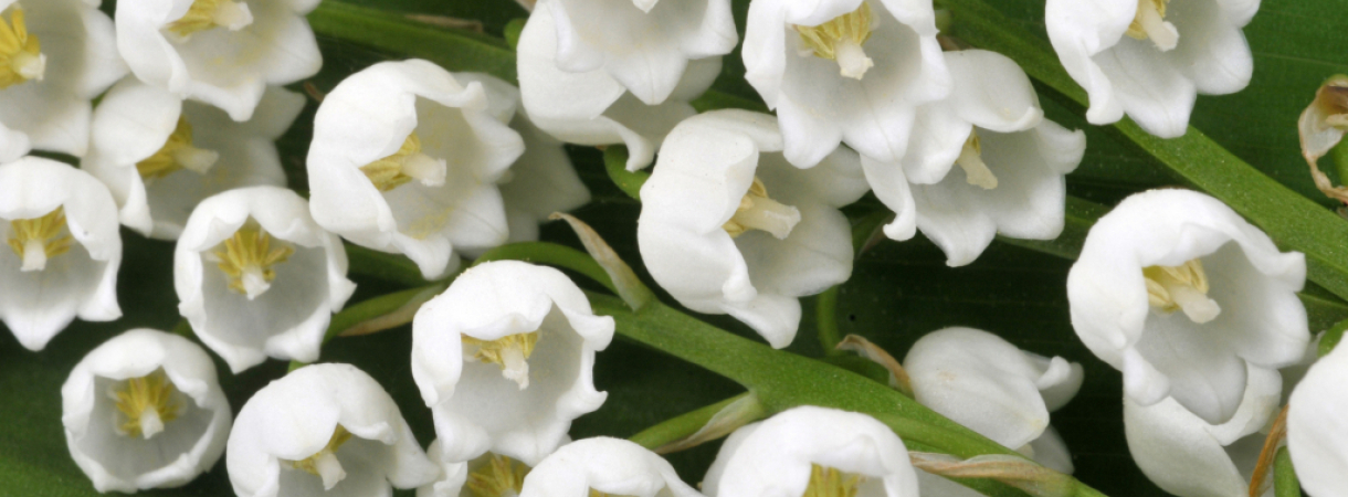 Fiche plante : Muguet