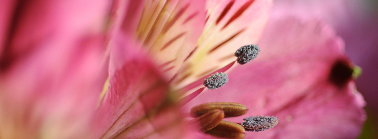 Fiche Plante : Asltroemeria 