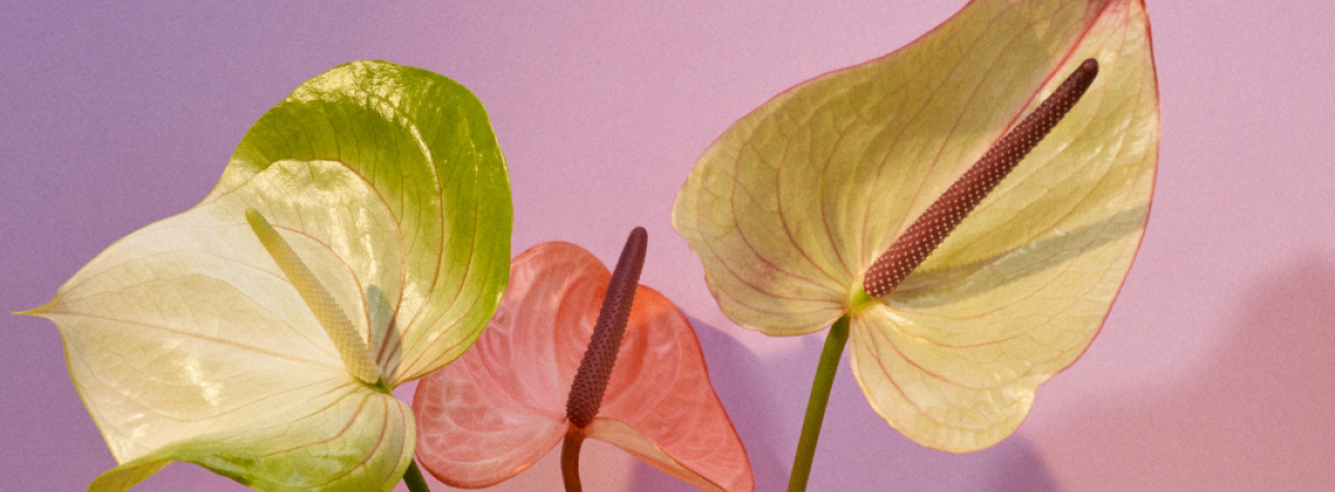 Quelle plante offrir pour la Fête des Mères 