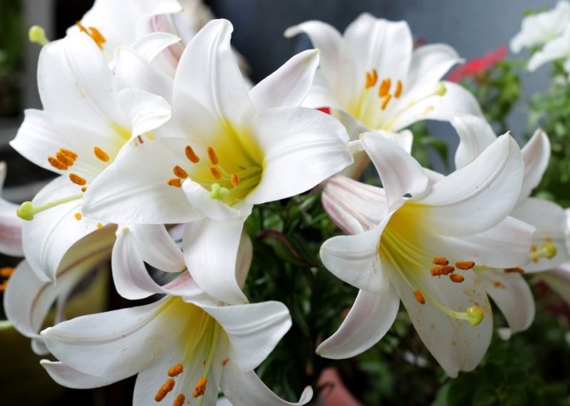 Lys, la fleur royale