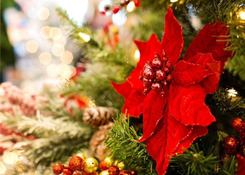 Quelles sont les fleurs de Noël ?