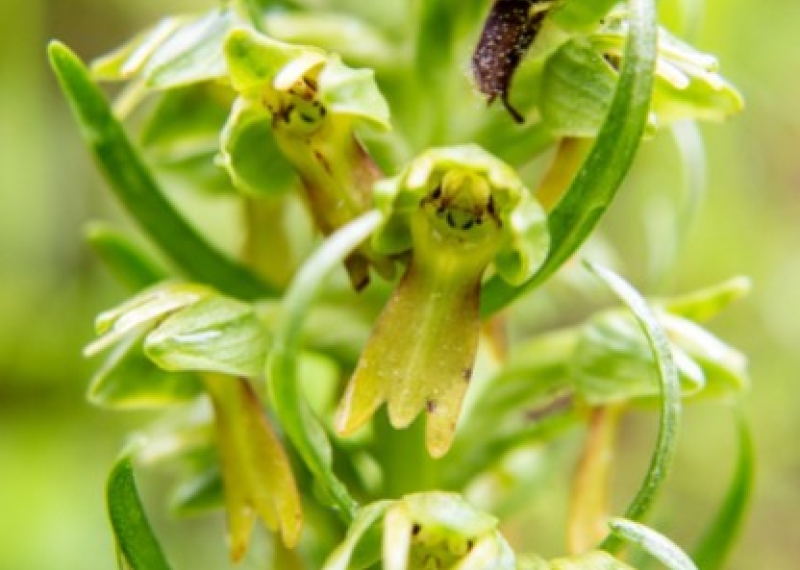 Orchis grenouille pour sublimer votre intérieur