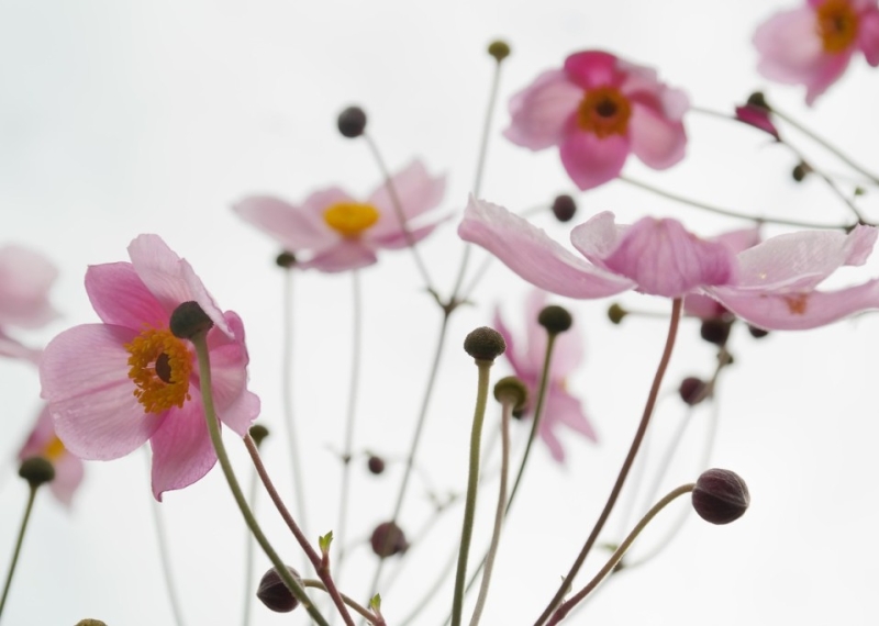 L’anémone, la sublime « fille du vent »