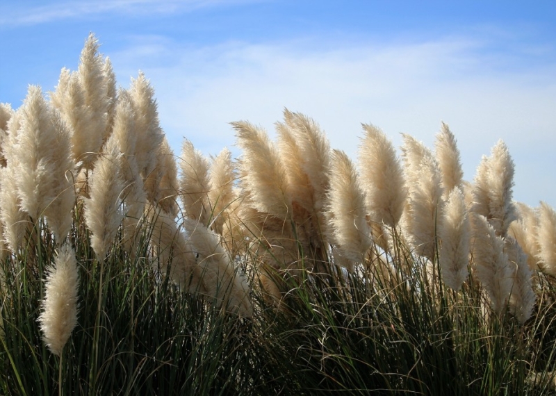 Comment faire sécher l’herbe de la pampa ?