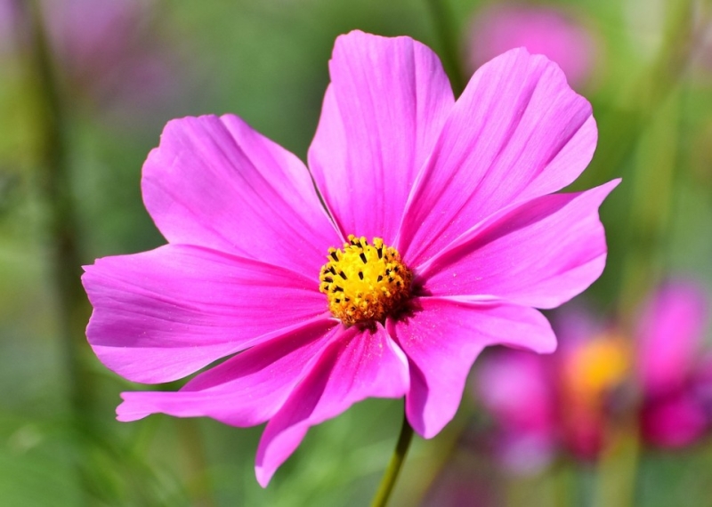 Cosmos, une plante à fleurs gracieuse et élégante