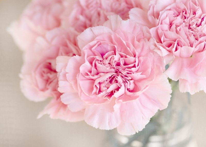 L’œillet, une jolie fleur d’été