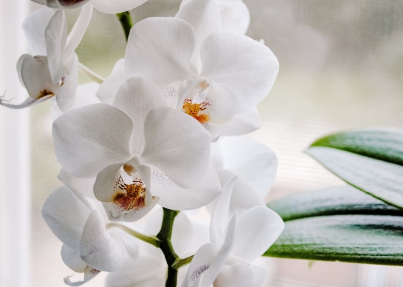 Pourquoi mon orchidée fait des feuilles, mais ne fleurit pas ?