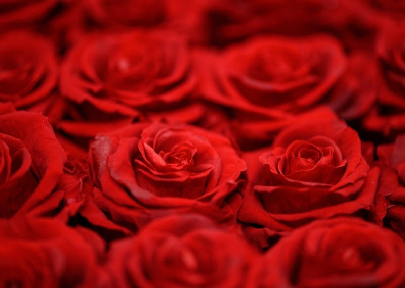 Combien de roses offrir pour la Saint-Valentin ?