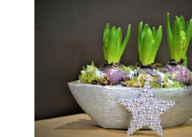 Tout savoir sur les plantes à bulbes