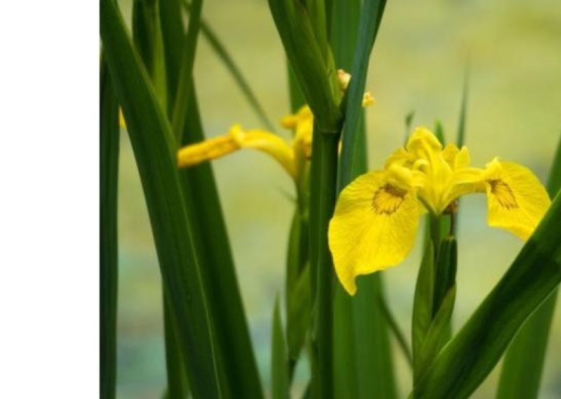 Iris jaune, la fleur de Lys