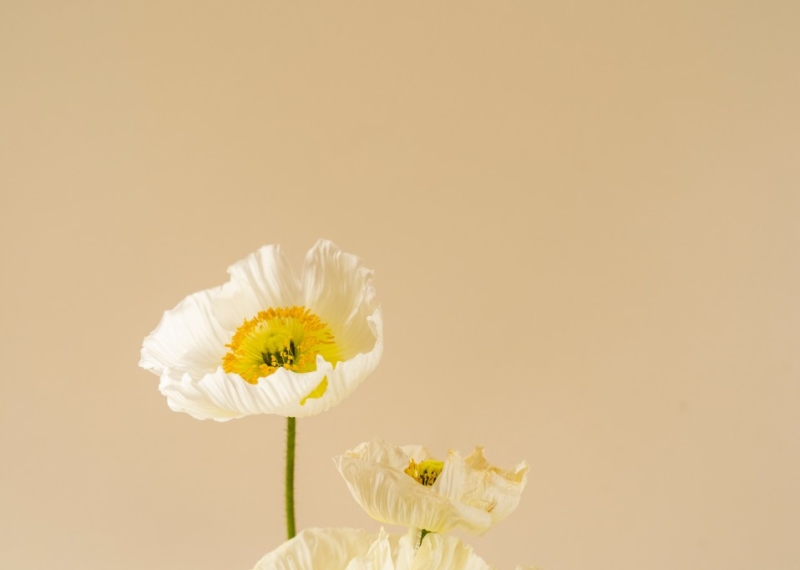 Au secours ! Mon vêtement est tâchée par des fleurs