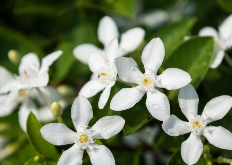 Comment faire fleurir son jasmin ?