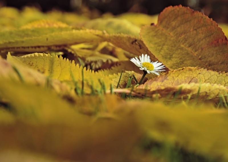 Les 10 plus belles fleurs d'automne