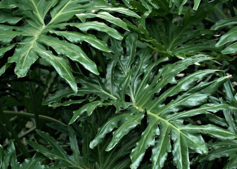 Le faux Philodendron