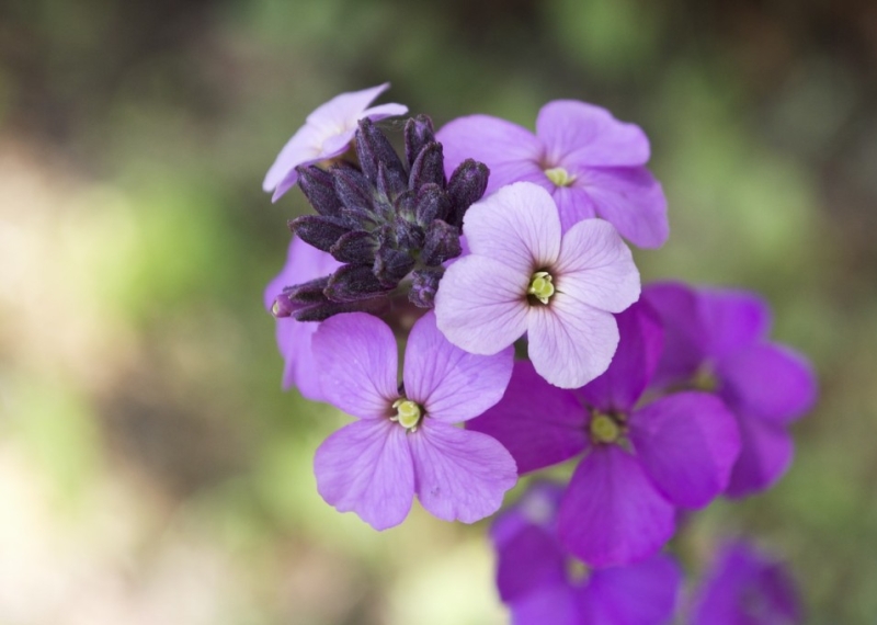 Giroflée, la sublime fleur des murailles