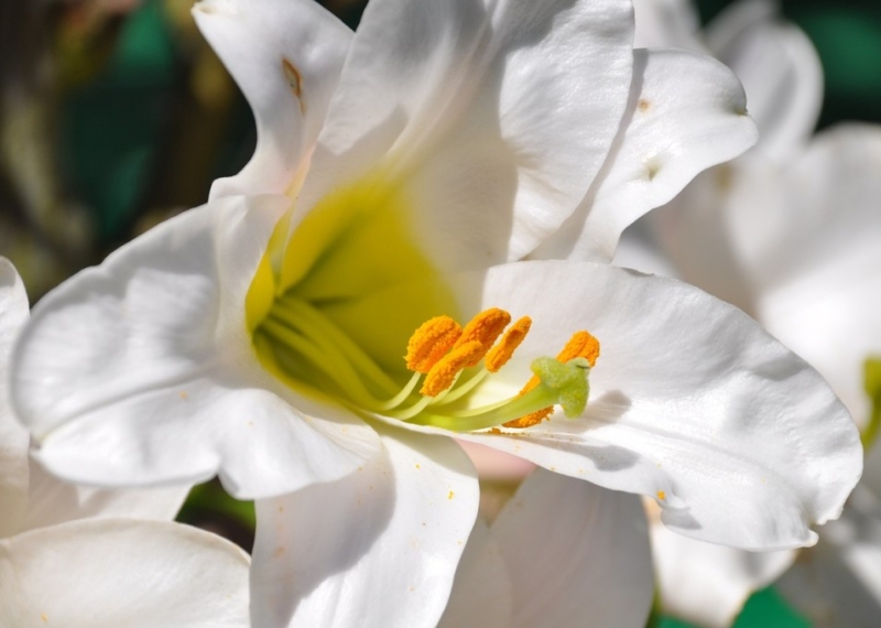 Comment planter et entretenir les lys ?