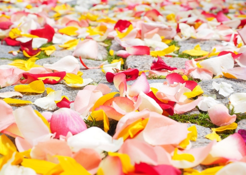 DIY : que faire avec des pétales de roses ?