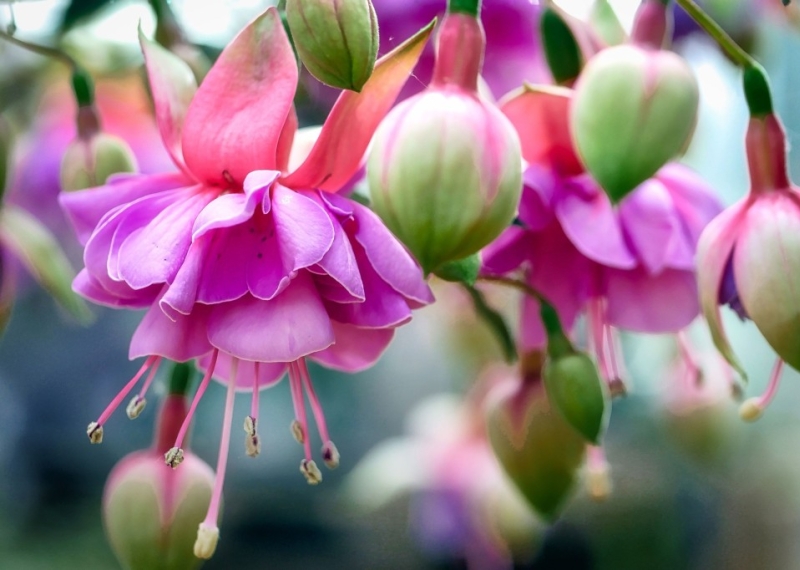 Le fuchsia, la fleur de l’amour