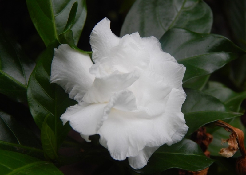 Gardénia : la beauté exotique par excellence