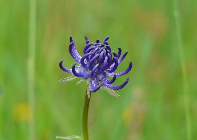 Raiponce, fleur du jardin et plante du potager 